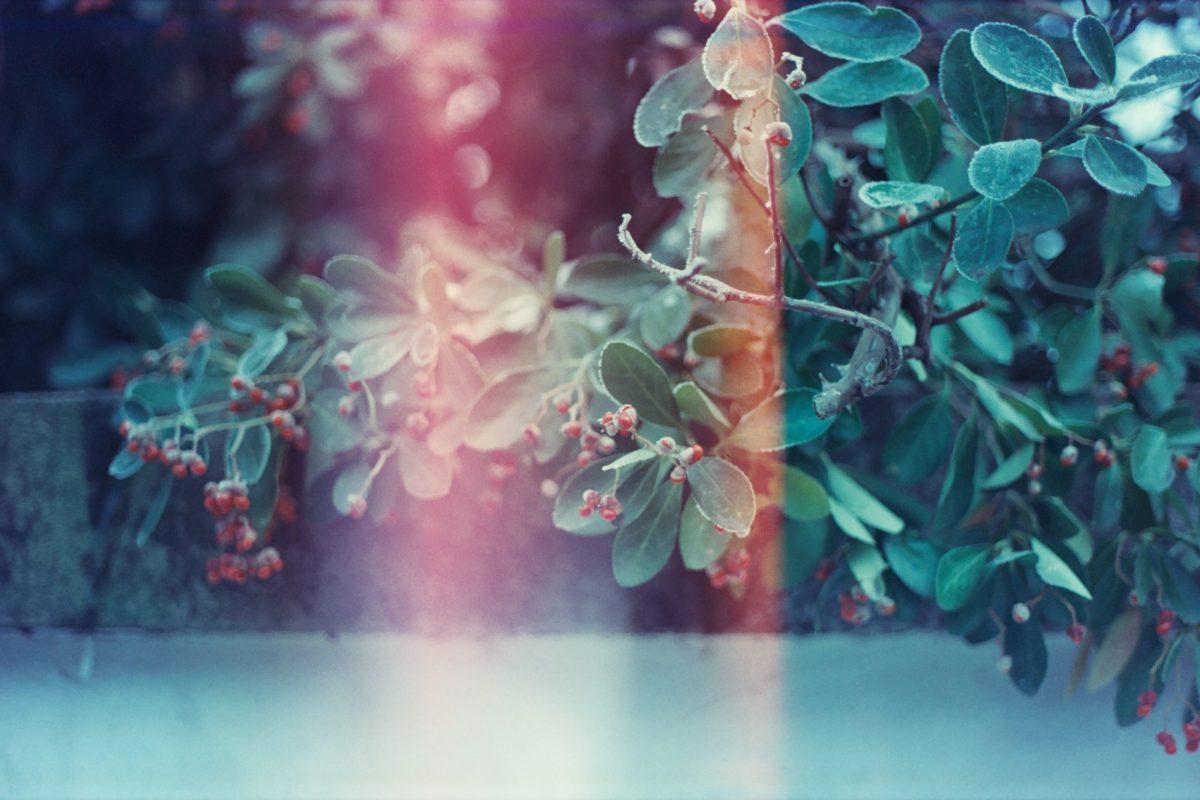 mistletoe