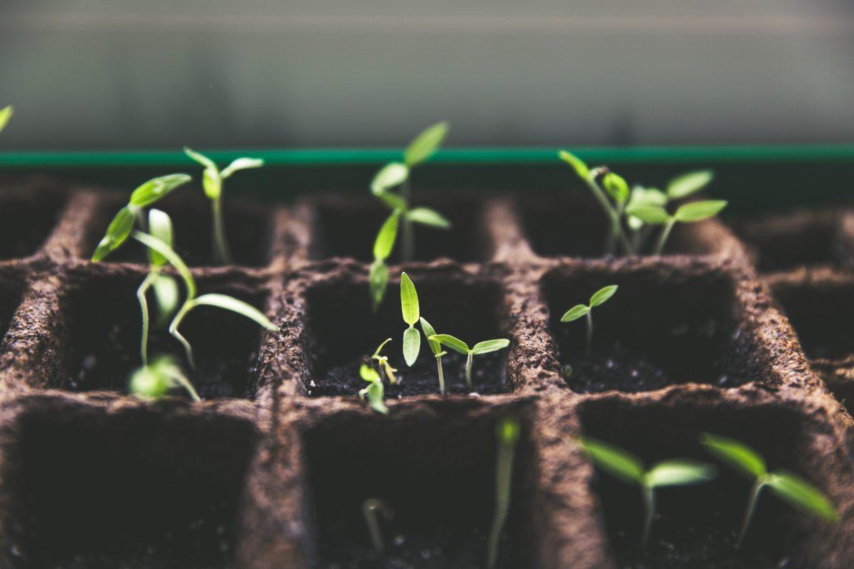Miss Floribunda: Saving beans by sowing seeds