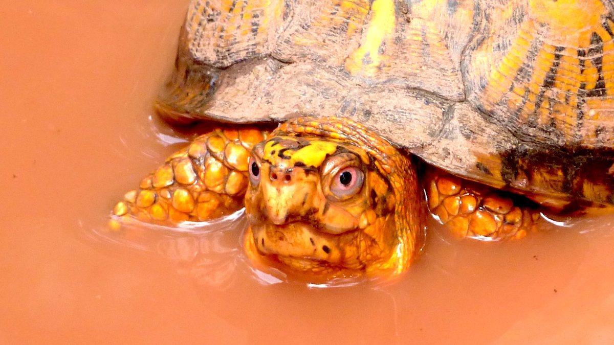  An Eastern box turtle in Greenbelt Park.
Credit: RICK BORCHELT