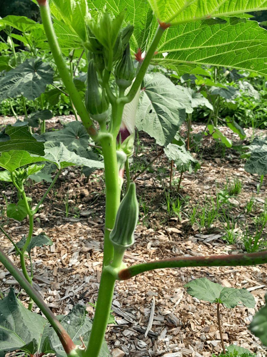 Okra growing at the ECO City Farms Bladensburg location
Photo credit: Imke Ahlf-Wien
