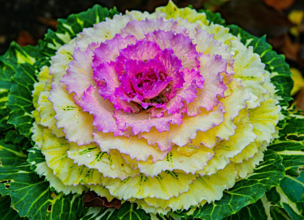 Decorative kale can be added to gardens
Photo credit: Pexel stock