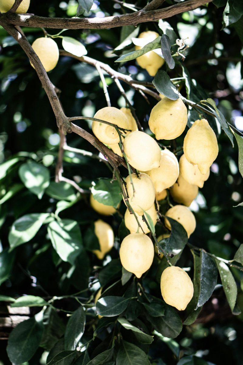 Miss Floribunda: Cool ideas for a cold-weather garden