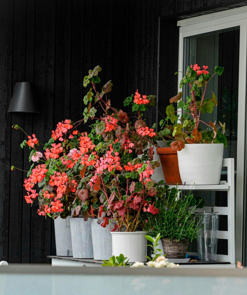 Geraniums are a wonderful
choice during drought.
Photo Credit: UNSPLASH