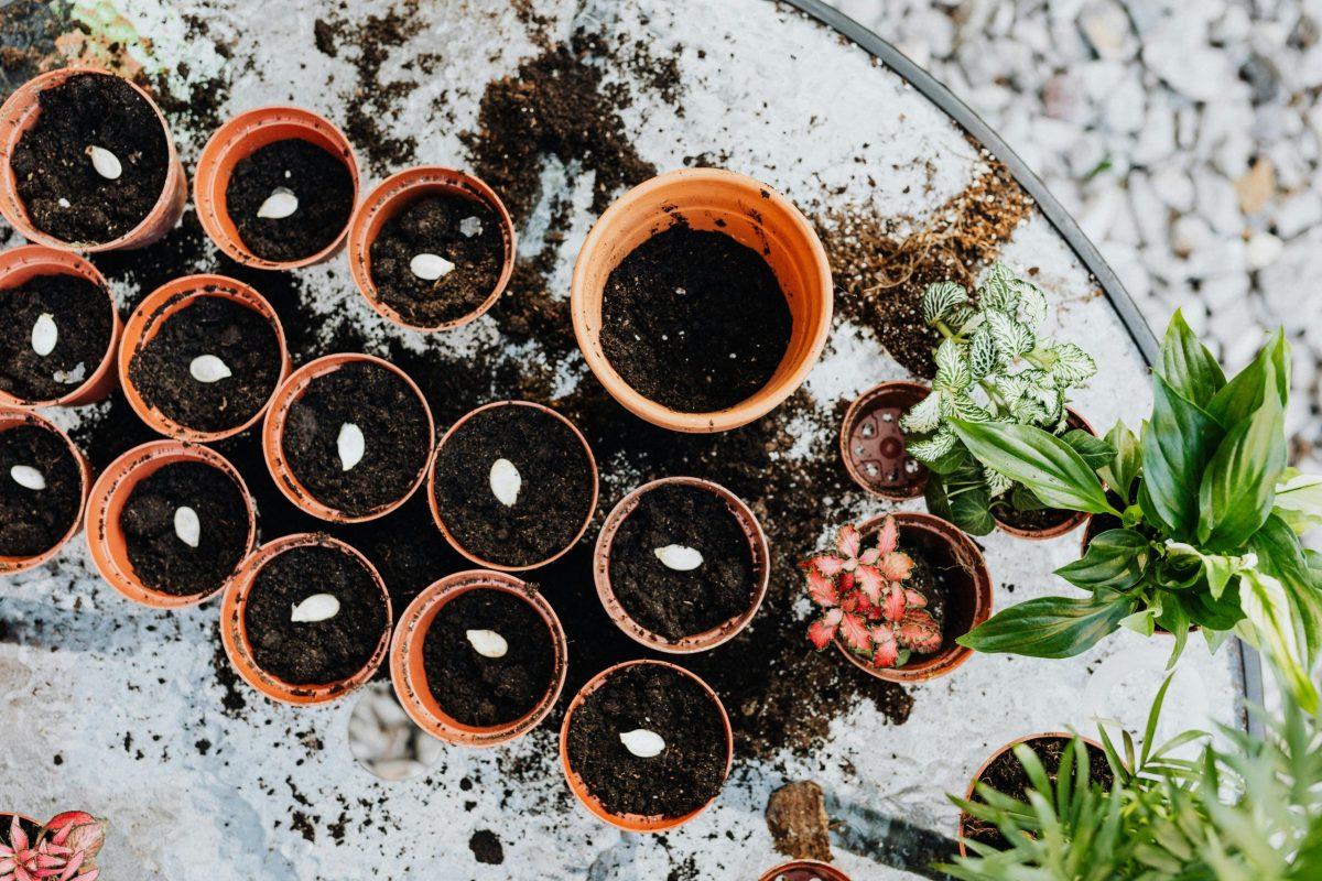 seedlings growing in pots