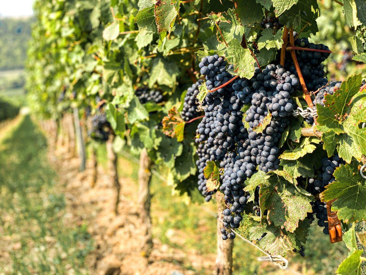 Wildfire smoke can have a harmful effect
on vineyards as grapes suffer what is called
“smoke taint.”
COURTESY OF SOPHIE BACKES