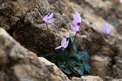 Cyclamen growing in the wild
Photo Credit: Public Domain Pictures
