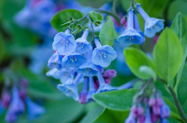 Dear Miss Floribunda,

I moved to this area from the Pacific Northwest (Washington) three years ago. I have tried but failed to grow my favorite flowers for two of those years. Because I adore the color blue, I’ve always made delphiniums, lupines, forget-me-nots and Himalayan poppies the mainstays of my flower beds. What contrasting colors I added were to make the blues pop. I haven’t been able to maintain these varieties beyond midsummer in my Hyattsville garden even though I did keep up with watering when there was no rain. Do you or your friends know of any tricks to keep these plants alive and blooming? 

Feeling Blue Without Blue on Buchanan Street

Dear Feeling Blue,
I’m afraid your best bet is to look for other blue flowers than those native to your former home. All the flowers you have tried to grow here prefer cool summers with soil that is consistently moist but not soggy. Here we have blistering hot summers with torrential rain storms alternating with drought. 
Fortunately, there are lovely blue flowers that thrive in our microclimate. I am not going to recommend larkspur because the “blue” variety is really purple and not the seraphic azure of the Pacific Giant delphinium I suspect you have been trying to grow. However, thanks to our acid soil, Hyattsville hydrangeas usually bloom in many thrilling blue tonalities — ranging from the deep sapphire of stained glass to a diaphanous powder blue. Blue-flowering plumbago and bugloss make wonderful groundcovers. These plants like semi-shade, but for sunnier spots, you could showcase borage, morning glories, bottle gentian and cornflowers.
When I checked with my experts, Aunt Sioux confirmed that hydrangeas, as well as the sun-loving flowers mentioned, are good choices for blue bloom in summer. However, she suggested that if you want blue flowers in spring, you might add Siberian iris (Iris sibirica), as well as such bearded iris (Iris germanica) as ‘Caribbean Dream,’ ‘Victoria Falls,’ ‘Babbling Brook,’ ‘City Lights’ and ‘Forever Blue.’ 
Dr. Greengenes joined Aunt Sioux in recommending our native blue flag iris (Iris virginica). Dr. Greengenes is also a fan of Love-in-a-Mist (Nigella damascena) as an ethereal backdrop for late-flowering bulbs. 
Wendy Wildflower recommended a number of true-blue-flowering small bulbs, such as squills (Scilla), spring starflowers (Ipheion), glory-of-the-snow (Chionodoxa) and certain grape hyacinths — Muscari paradoxum and Muscari aucheri ‘Blue Magic.’ However, she warns that you have to go to the trouble of placing chicken wire over any area you plant them in, because our felonious local squirrels will dig up and appropriate any bulb the size of an acorn. 
For other blue flowers in late spring and early summer, Wendy Wildflower grows our native false indigo (Baptisia), woodland phlox (Phlox divaricata), and bluestar (Amsonia illustris) for their stunning blue bloom all through the spring months.
Of course you can’t go, or grow, wrong with native plants: Aunt Sioux and Wendy Wildflower add to your list such dependable local favorites as the ravishing Virginia bluebell (Mertensia virginica), with its deep sky blue petals marked with rose pink, as well as fluffy light blue Jacob’s ladder (Polemonium reptans) for spring and blue-eyed grass (Sisyrinchium angustifolium) for late spring and early summer. 
Dr. Greengenes recommends the native spiderwort (Tradescantia virginiana) for early summer and the cobalt blue cardinal flower (Lobelia siphilitica) for later in summer. The pale blue wood aster (Symphyotrichum cordifolium) blooms in fall. 
Beautiful blue-flowering shrubs you might grow are Ceanothus and Vitex, with the warning that, with time, they can become small trees. Certain viburnums and other shrubs have attractive blue berries in fall.
What would help you most is to acquire plants from your gardening neighbors because anything that does well in adjacent gardens will do well in yours. Please come to the next meeting and plant exchange of the Hyattsville Horticultural Society on Saturday, April 19, at the home of Joe Buriel and Dave Roeder, 3909 Longfellow Street. After coffee, nibbles, and a brief meeting at 10 a.m., participants in the plant exchange will present and describe their offerings. Each person will then select a plant after their number is called — sequentially till all plants are gone. As a newbie, you need not bring a plant but may choose plants to take home. You will also meet friendly gardeners who can help you adapt to your new gardening challenges.  
Photo Credit: Pexel