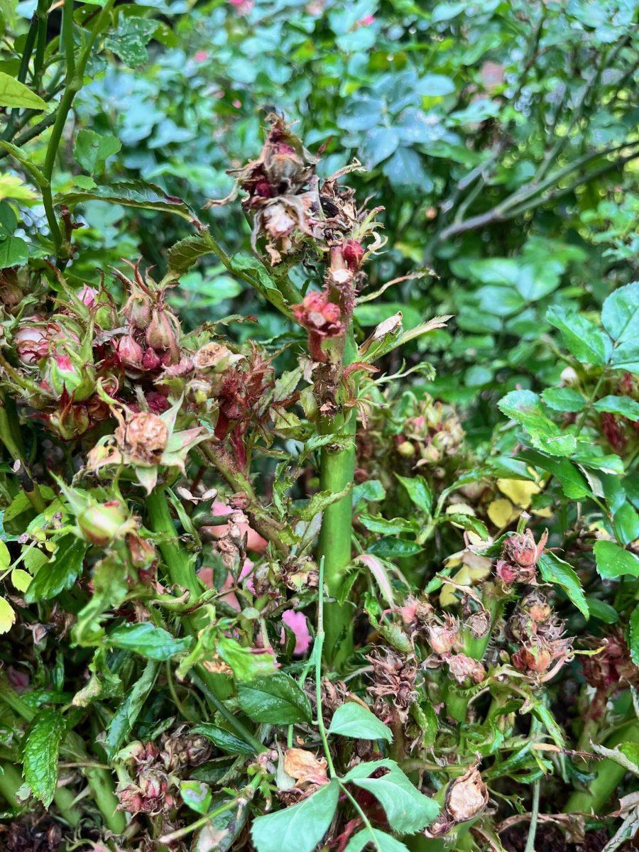 Miss Floribunda: A persistently prickly problem