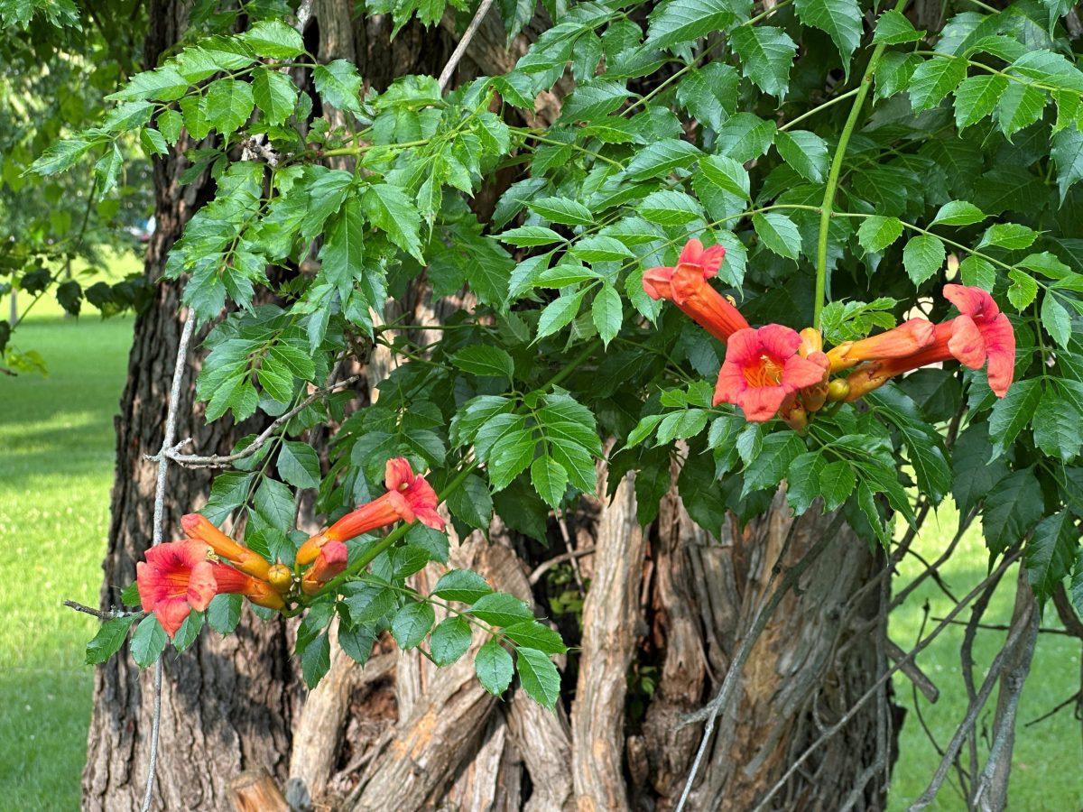 This trumpet creeper with massive woody stems has found a handy tree to clamber over.
Rick Borchelt