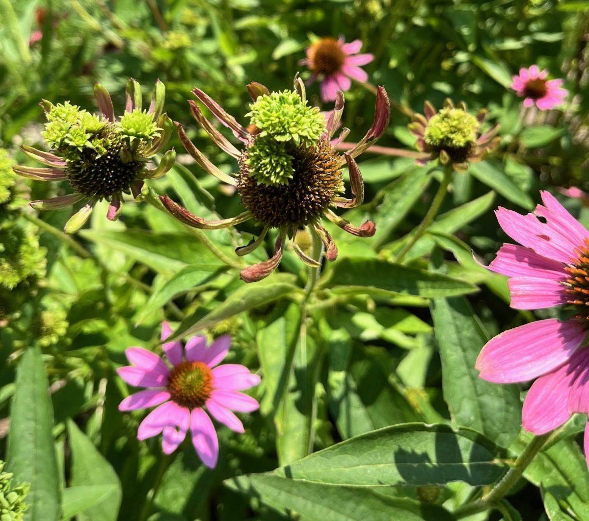 Purple coneflowers (Echinacea) in a green garden showing signs of aster yellows disease.