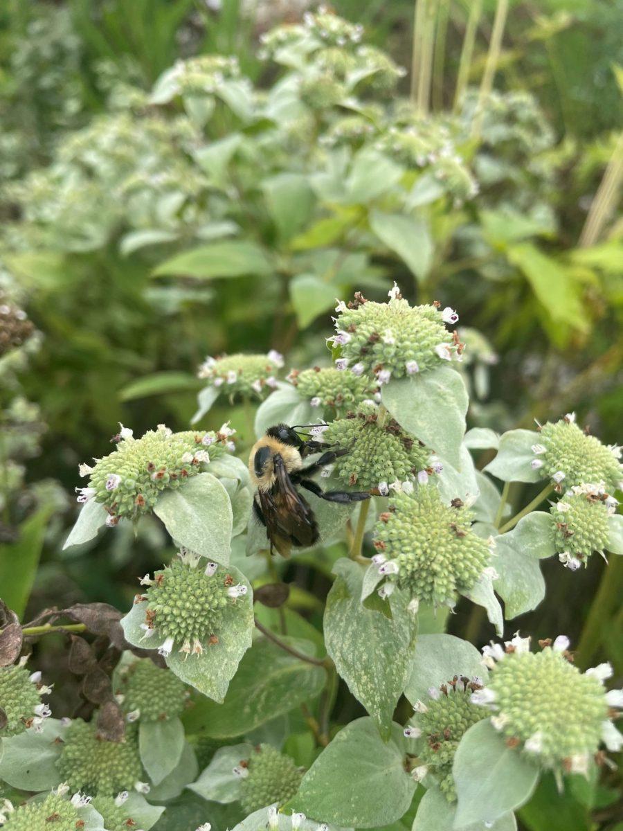 Mountain mint. Photo courtesy of Jimmy Rogers. 