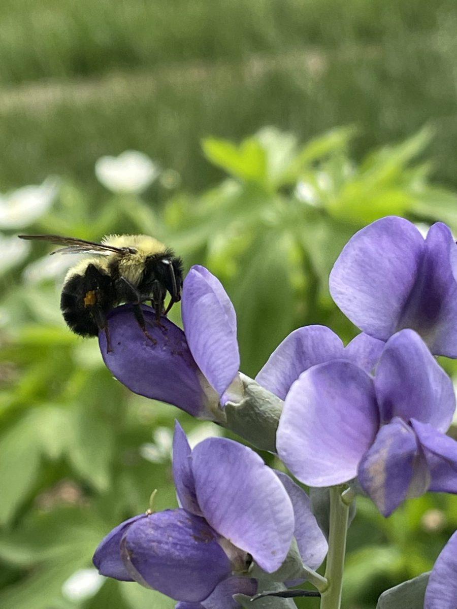 Caption: A gentle bumblebee perches on a wild blue indigo (Baptisia australis) flower. Credit: Courtesy of Jimmy Rogers