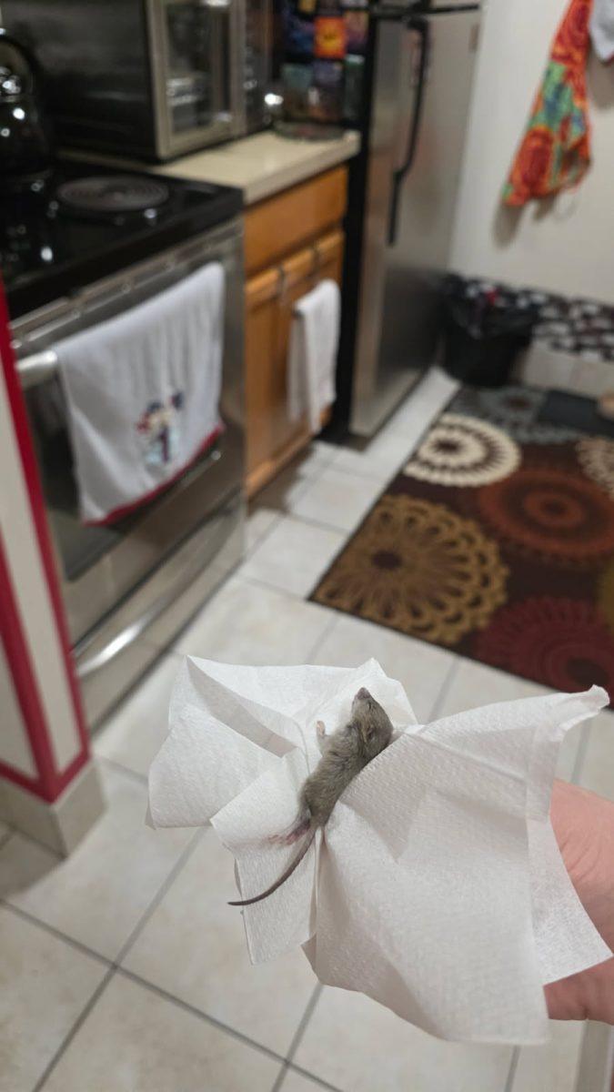 A tenant at Avondale Apartments holds a dead mouse found in her unit. 

