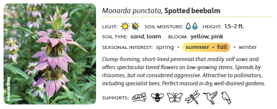 An example from the new "Maryland Native Plant Guide."

