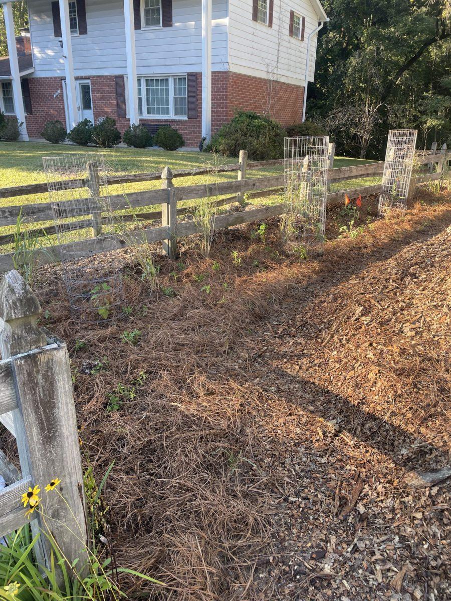 Chris Sasiela’s former lawn will one day be a dense hedgerow.

