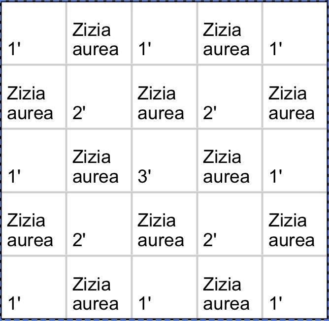A sample matrix design with a sun-loving groundcover, Zizia aurea, and spaces for 1, 2, and 3 foot plants between.