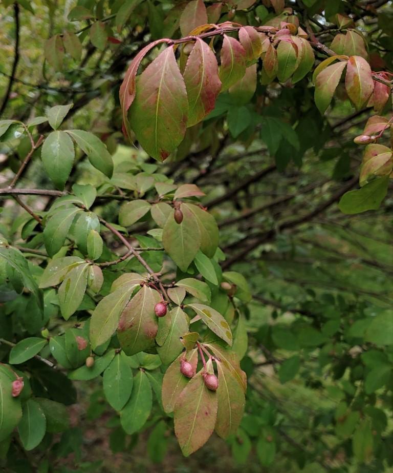 Burning bush (Euonymus alatus)