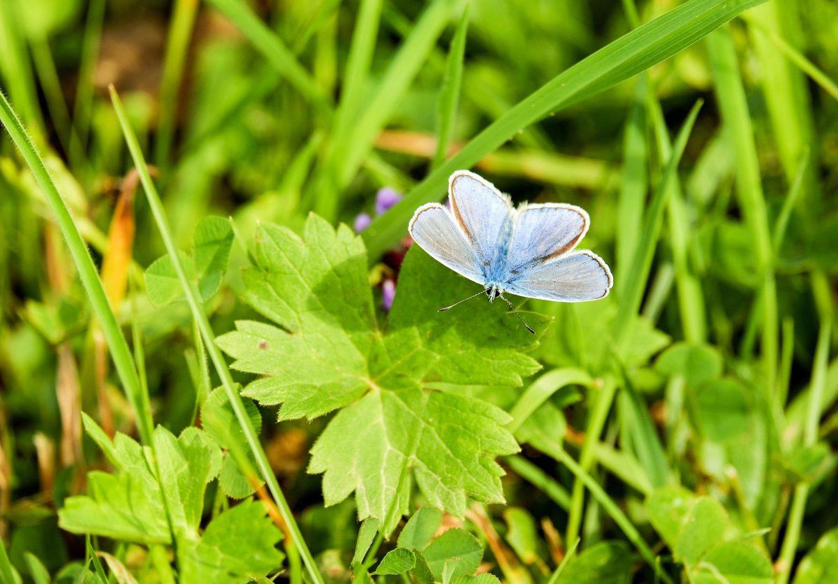 Allowing grass and wildflowers to grow tall in the spring affords food and protection to bees, bugs, butterflies and some birds when resources are scarce and pollinators are at their most vulnerable.
Photo by COULEUR FOR PIXABAY