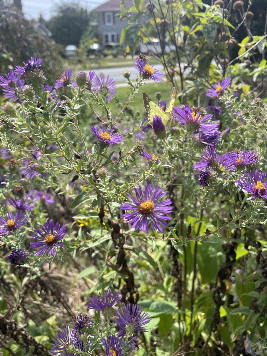 Tall asters can be pruned early or propped against a fence to extend butterfly season.