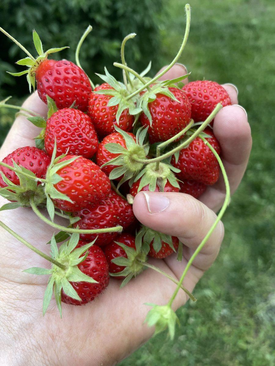 A delicious handful of native strawberries.
