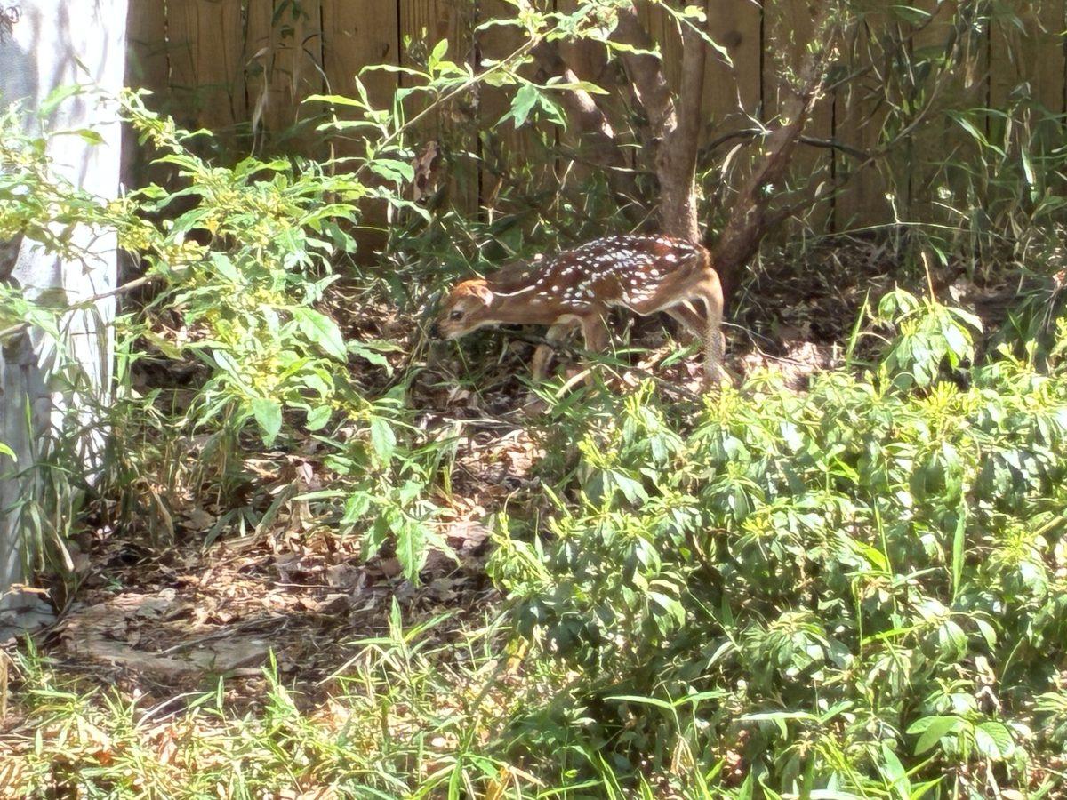 Although fawns are adorable, they quickly learn to treat gardens as salad bars, feeding on the hard work of many a suburban gardener.