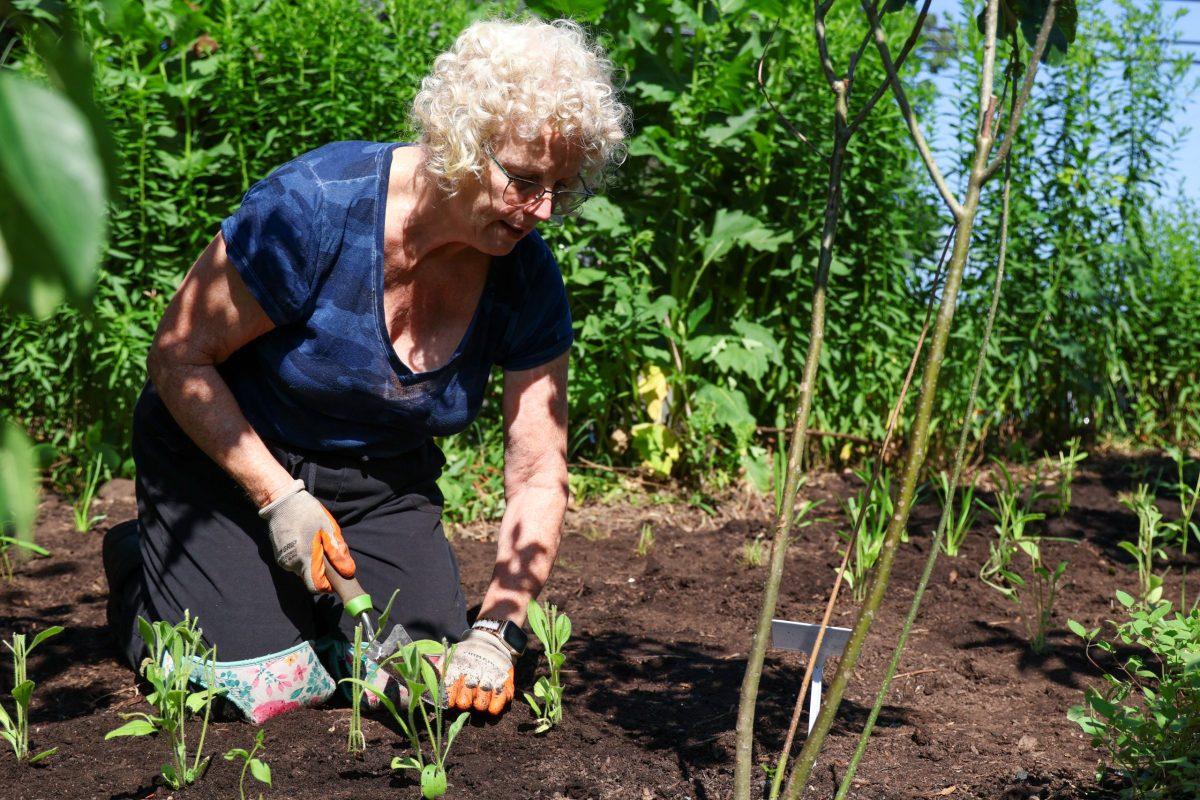 Janet McCaslin, College Park’s sustainability coordinator, works on planting at the Trolley Trail Permaculture Garden during a neighborhood volunteer day in the city’s Berwyn community. Photo by JONATHAN PETER BELLING