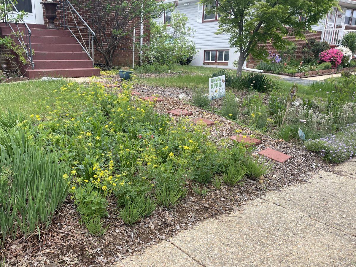 The City of Laurel recently revised its property maintenance code to accommodate wildlife gardens and native landscaping.