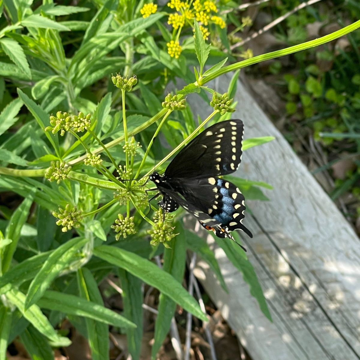 A garden can be reviewed with care and diligence.