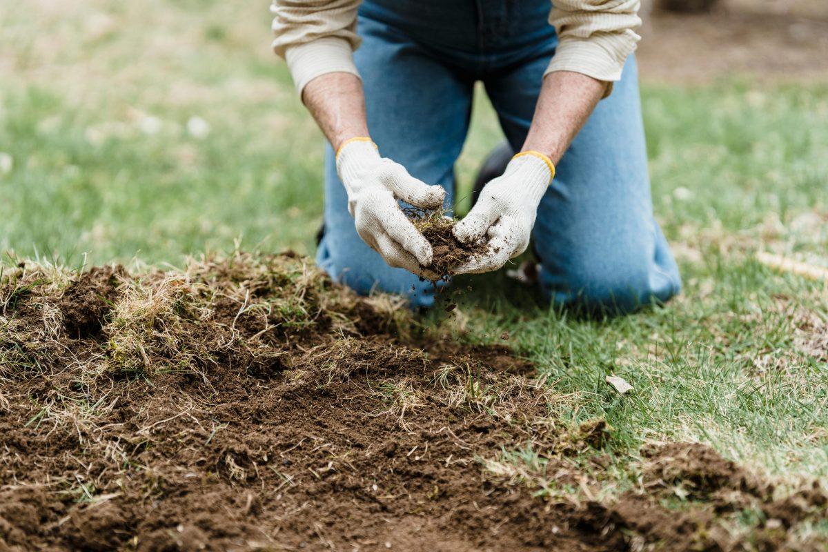 Time to revive your yard